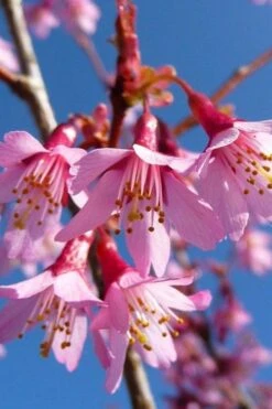 Okame Pink Flowering Cherry Tree - 5 Gallon Pot -Garden Care prunus okame flowering cherry 4
