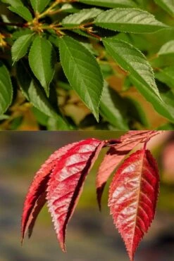 Okame Pink Flowering Cherry Tree - 5 Gallon Pot -Garden Care prunus okame flowering cherry 7