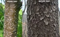 Wild Black Cherry Tree - 1 Gallon Pot 19 Wild Black Cherry Tree - 1 Gallon Pot -Garden Care prunus serotina wild black cherry tree 10