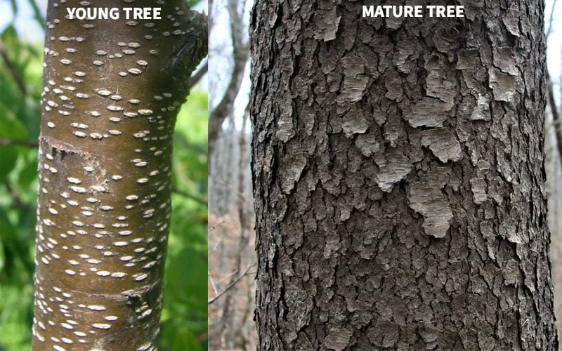 Wild Black Cherry Tree - 1 Gallon Pot 10 Wild Black Cherry Tree - 1 Gallon Pot - Image 10