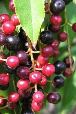 Wild Black Cherry Tree - 1 Gallon Pot 14 Wild Black Cherry Tree - 1 Gallon Pot -Garden Care prunus serotina wild black cherry tree 4