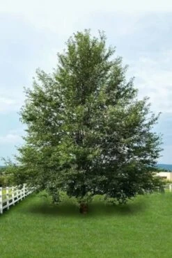 Wild Black Cherry Tree - 1 Gallon Pot 15 Wild Black Cherry Tree - 1 Gallon Pot -Garden Care prunus serotina wild black cherry tree 7