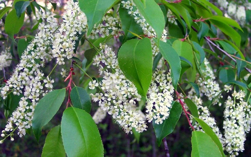 Wild Black Cherry Tree - 1 Gallon Pot 8 Wild Black Cherry Tree - 1 Gallon Pot - Image 8