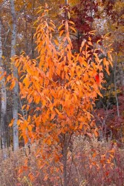 Wild Black Cherry Tree - 1 Gallon Pot 18 Wild Black Cherry Tree - 1 Gallon Pot -Garden Care prunus serotina wild black cherry tree 9