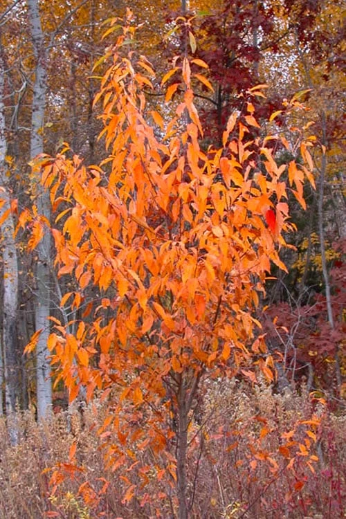 Wild Black Cherry Tree - 1 Gallon Pot 9 Wild Black Cherry Tree - 1 Gallon Pot - Image 9