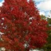 Shumard Red Oak Tree (Quercus Shumardii) - 3 Gallon Pot