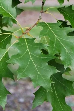 Shumard Red Oak Tree (Quercus Shumardii) - 3 Gallon Pot -Garden Care quercus shumardii shumard red oak 2