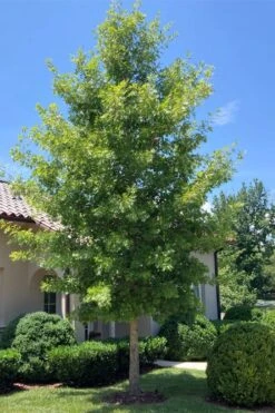 Shumard Red Oak Tree (Quercus Shumardii) - 3 Gallon Pot -Garden Care quercus shumardii shumard red oak 3