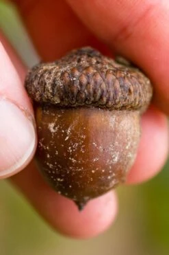 Shumard Red Oak Tree (Quercus Shumardii) - 3 Gallon Pot -Garden Care quercus shumardii shumard red oak 5