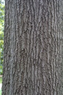 Shumard Red Oak Tree (Quercus Shumardii) - 3 Gallon Pot -Garden Care quercus shumardii shumard red oak 6