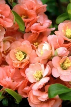 Cameo Flowering Quince - 1 Gallon Pot -Garden Care quince cameo bloom