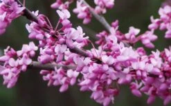 Eastern Redbud - 3 Gallon Pot -Garden Care redbud Eastern Tree Flowers