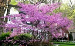 Eastern Redbud - 3 Gallon Pot -Garden Care redbud Eastern Tree In Bloom