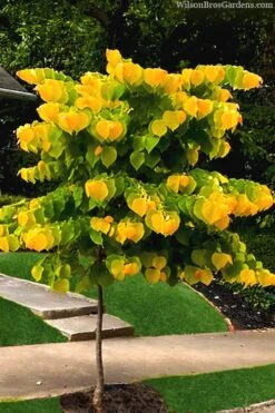 The Rising Sun Redbud Tree - 2 Gallon Pot -Garden Care redbud rising sun 52