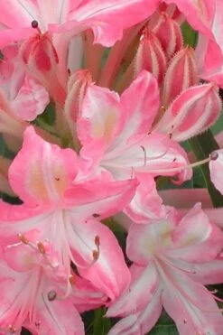 Ribbon Candy Swamp Azalea (Rhododendron Viscosum) - 1 Gallon Pot -Garden Care rhododendron viscosum ribbon candy swamp azalea 1