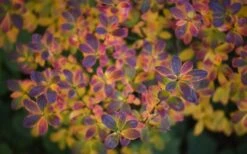 Ribbon Candy Swamp Azalea (Rhododendron Viscosum) - 1 Gallon Pot -Garden Care rhododendron viscosum swamp azalea 3