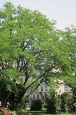 Black Locust Tree - 3 Gallon Pot -Garden Care robinia pseudoacacia black locust tree 10