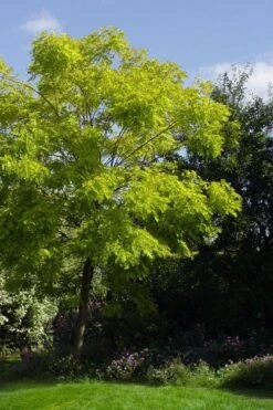 Black Locust Tree - 3 Gallon Pot -Garden Care robinia pseudoacacia black locust tree 11