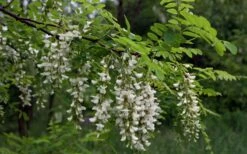 Black Locust Tree - 3 Gallon Pot -Garden Care robinia pseudoacacia black locust tree 15