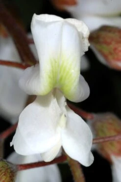 Black Locust Tree - 3 Gallon Pot -Garden Care robinia pseudoacacia black locust tree 2