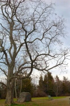 Black Locust Tree - 3 Gallon Pot -Garden Care robinia pseudoacacia black locust tree 4