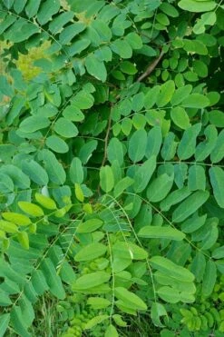 Black Locust Tree - 3 Gallon Pot -Garden Care robinia pseudoacacia black locust tree 5