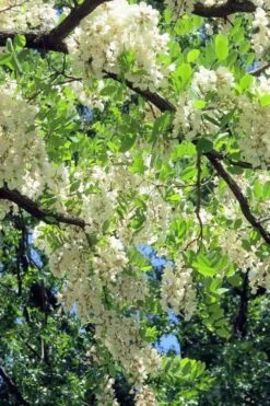 Black Locust Tree - 3 Gallon Pot -Garden Care robinia pseudoacacia black locust tree 7