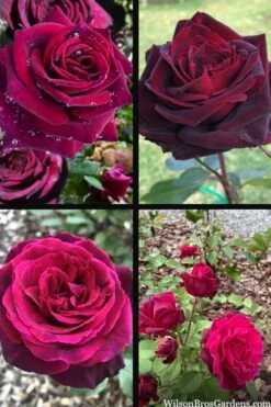 Crimson Knight Brindabella Rose - 3 Gallon Pot -Garden Care rosa crimson knight brindabella rose 2