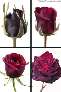 Crimson Knight Brindabella Rose - 3 Gallon Pot -Garden Care rosa crimson knight brindabella rose 3