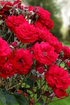 Oh My! Floribunda Tree Rose - 7 Gallon Pot -Garden Care rosa oh my floribunda rose 2