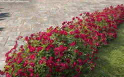 Red Drift Groundcover Rose - 1 Gallon Pot -Garden Care rosa red drift dwarf rose 100