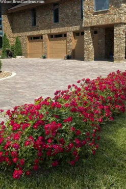 Red Drift Groundcover Rose - 1 Gallon Pot -Garden Care rosa red drift dwarf rose 101