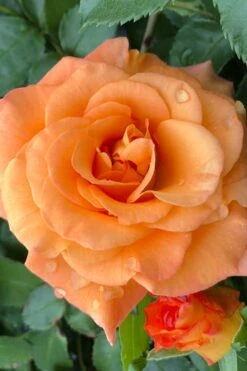 Sunorita Rose - 2 Gallon Pot -Garden Care rosa sunorita rose 3