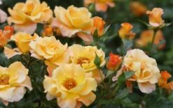 Sunorita Rose - 2 Gallon Pot -Garden Care rosa sunorita rose 5