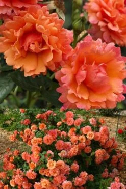 Easy Does It Rose - 3 Gallon Pot -Garden Care rose cinco de mayo 30