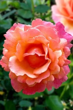 Easy Does It Rose - 3 Gallon Pot -Garden Care rose easy does it 22
