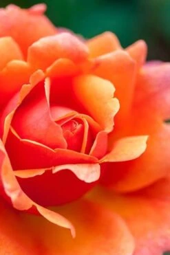 Easy Does It Rose - 3 Gallon Pot -Garden Care rose easy does it 3 500x750 1