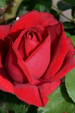 Easy Elegance Kashmir Rose - 7 Gallon Pot -Garden Care rose easy elegance kasmhir 1