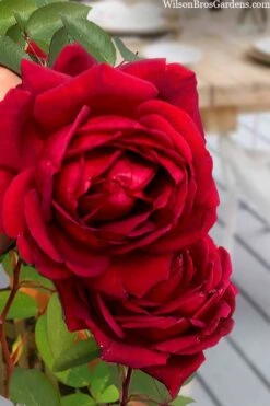 Easy Elegance Kashmir Rose - 7 Gallon Pot -Garden Care rose easy elegance kasmhir 2