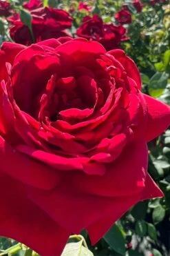 Easy Elegance Kashmir Rose - 7 Gallon Pot -Garden Care rose easy elegance kasmhir 3