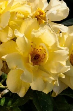 Lemon Drift Groundcover Rose - 2 Gallon Pot -Garden Care rose lemon drift 1