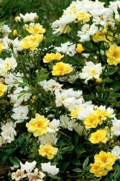 Lemon Drift Groundcover Rose - 2 Gallon Pot -Garden Care rose lemon drift 5