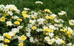 Lemon Drift Groundcover Rose - 2 Gallon Pot -Garden Care rose lemon drift 6