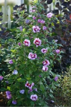 Purple Pillar Rose Of Sharon - 3 Gallon Pot -Garden Care rose of sharon purple pillar 20