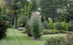 Purple Pillar Rose Of Sharon - 3 Gallon Pot -Garden Care rose of sharon purple pillar 21