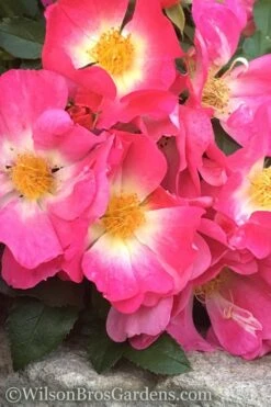 Pink Drift Groundcover Rose - 1 Gallon Pot -Garden Care rose pink drift 11