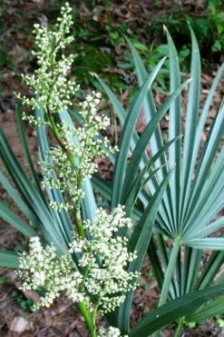 Blue Stem Dwarf Palmetto Palm (Sabal Minor) - 7 Gallon Pot 13 Blue Stem Dwarf Palmetto Palm (Sabal Minor) - 7 Gallon Pot -Garden Care sabal minor dwarf blue stem palmetto palm 1