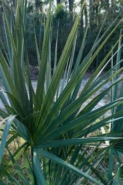 Blue Stem Dwarf Palmetto Palm (Sabal Minor) - 7 Gallon Pot 15 Blue Stem Dwarf Palmetto Palm (Sabal Minor) - 7 Gallon Pot -Garden Care sabal minor dwarf blue stem palmetto palm 3