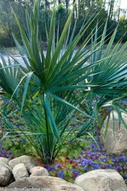 Blue Stem Dwarf Palmetto Palm (Sabal Minor) - 7 Gallon Pot 11 Blue Stem Dwarf Palmetto Palm (Sabal Minor) - 7 Gallon Pot -Garden Care sabal minor dwarf blue stem palmetto palm 5