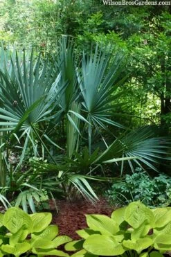 Blue Stem Dwarf Palmetto Palm (Sabal Minor) - 7 Gallon Pot 12 Blue Stem Dwarf Palmetto Palm (Sabal Minor) - 7 Gallon Pot -Garden Care sabal minor dwarf blue stem palmetto palm 8